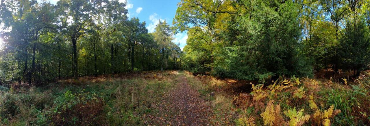 The Beehive - Self Catering In The Heart Of The Forest Of Dean Whitecroft Eksteriør bilde